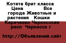 Котята брит класса › Цена ­ 20 000 - Все города Животные и растения » Кошки   . Карачаево-Черкесская респ.,Черкесск г.